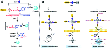 Graphical abstract: A traceless linker for aliphatic amines that rapidly and quantitatively fragments after reduction