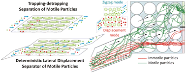 Graphical abstract: Motility-dependent selective transport of active matter in trap arrays: separation methods based on trapping-detrapping and deterministic lateral displacement