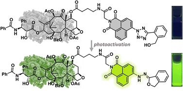 Graphical abstract: Hydroxy-pendant tetrazole as the cage group for photoactivatable push–pull fluorophores