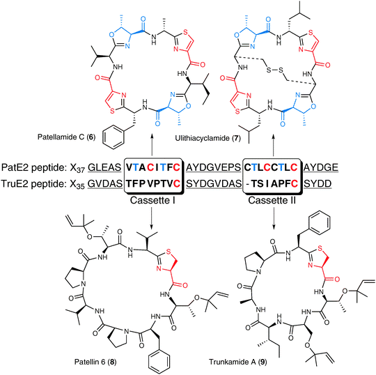 Ribosomally produced cyanobactins. Precursor peptides PatE2 and TruE2 are shown, which can be prenylated, as in the case of the trunkamides (bottom), and heterocyclized in both cases (top and bottom). The final product cassette sequences are boxed. Heterocyclized oxazolines are shown in blue and thiazolines/thiazoles are shown in red. The protease recognition sites surrounding the two cassettes in each precursor peptide are underlined. The specific leader sequences (Xn) are not shown.