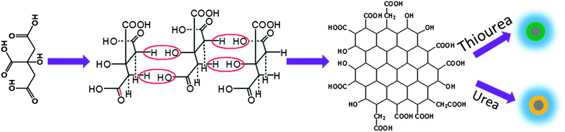 The growth mechanism of N:GQDs and S, N:GQDs.